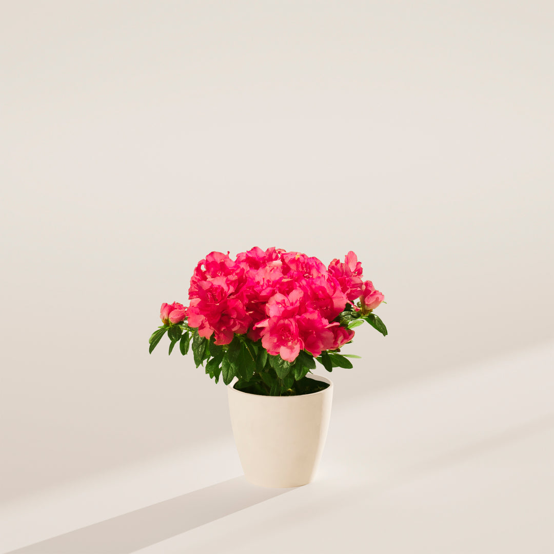 Pink Blooming Azalea