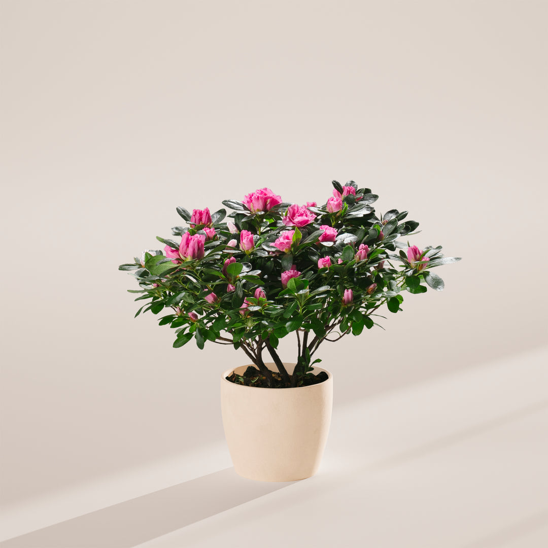 Pink Blooming Azalea