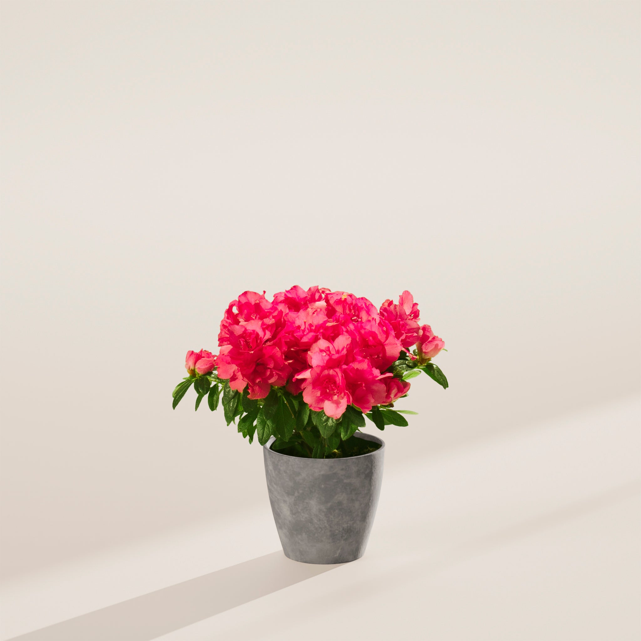 azalea potted plant Pink Blooming Azalea