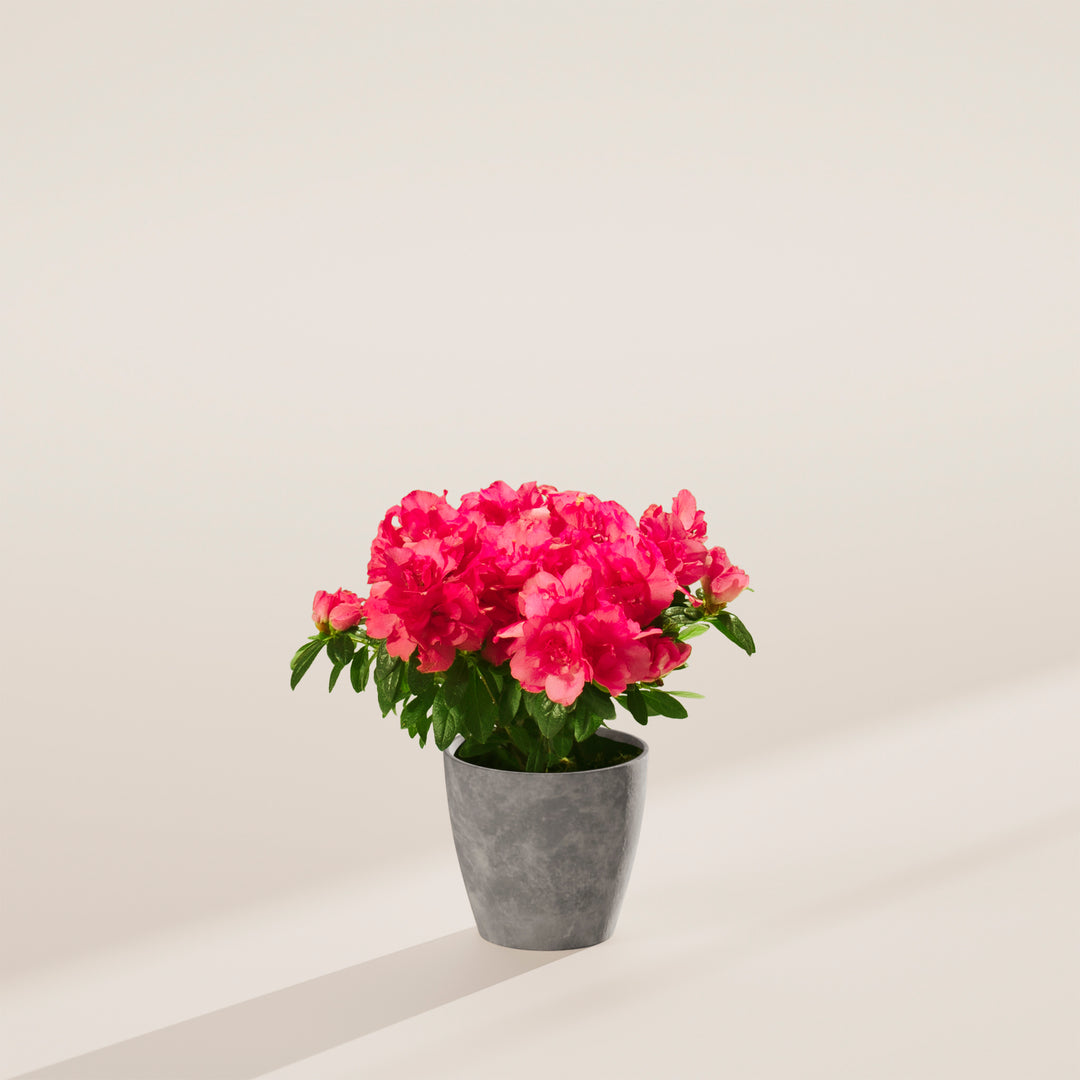 Pink Blooming Azalea