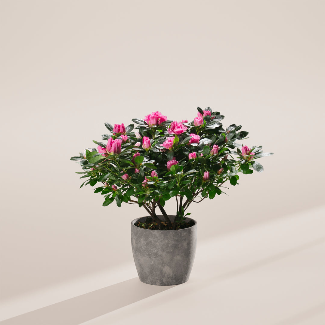 Pink Blooming Azalea