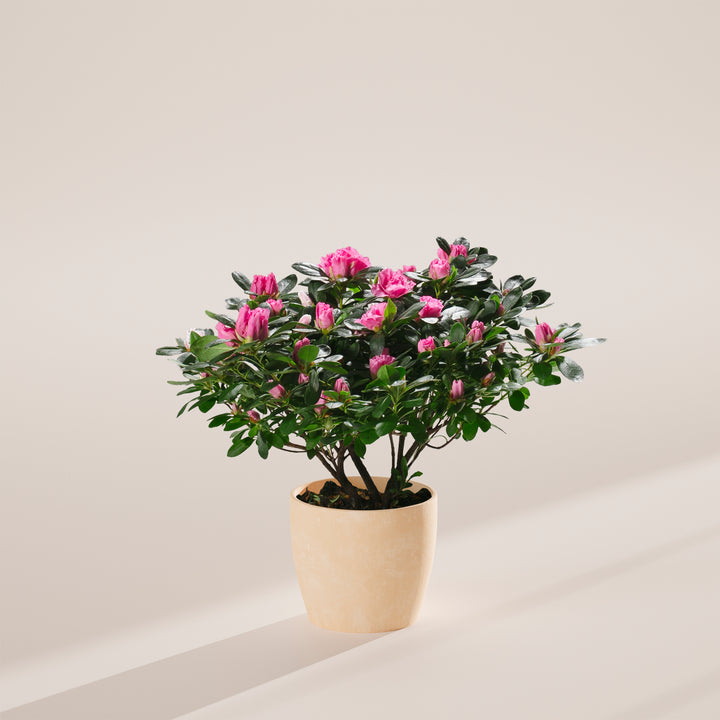 Pink Blooming Azalea