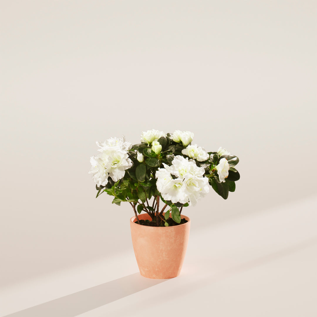 azalea indoor plant White Blooming Azalea