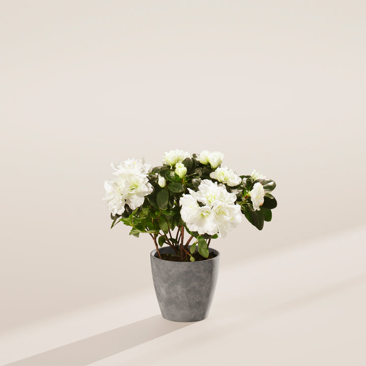 azalea indoor plant White Blooming Azalea