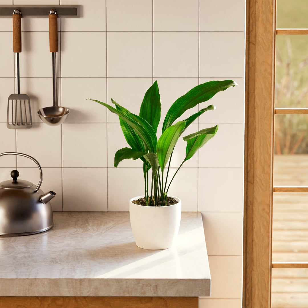 cast iron plant indoors Cast Iron Plant for Sale, Care Guide & Growing Tips
