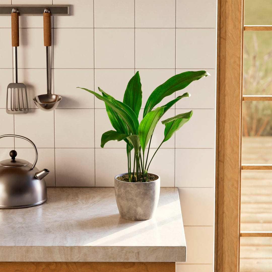 cast iron plant clean air Cast Iron Plant for Sale, Care Guide & Growing Tips