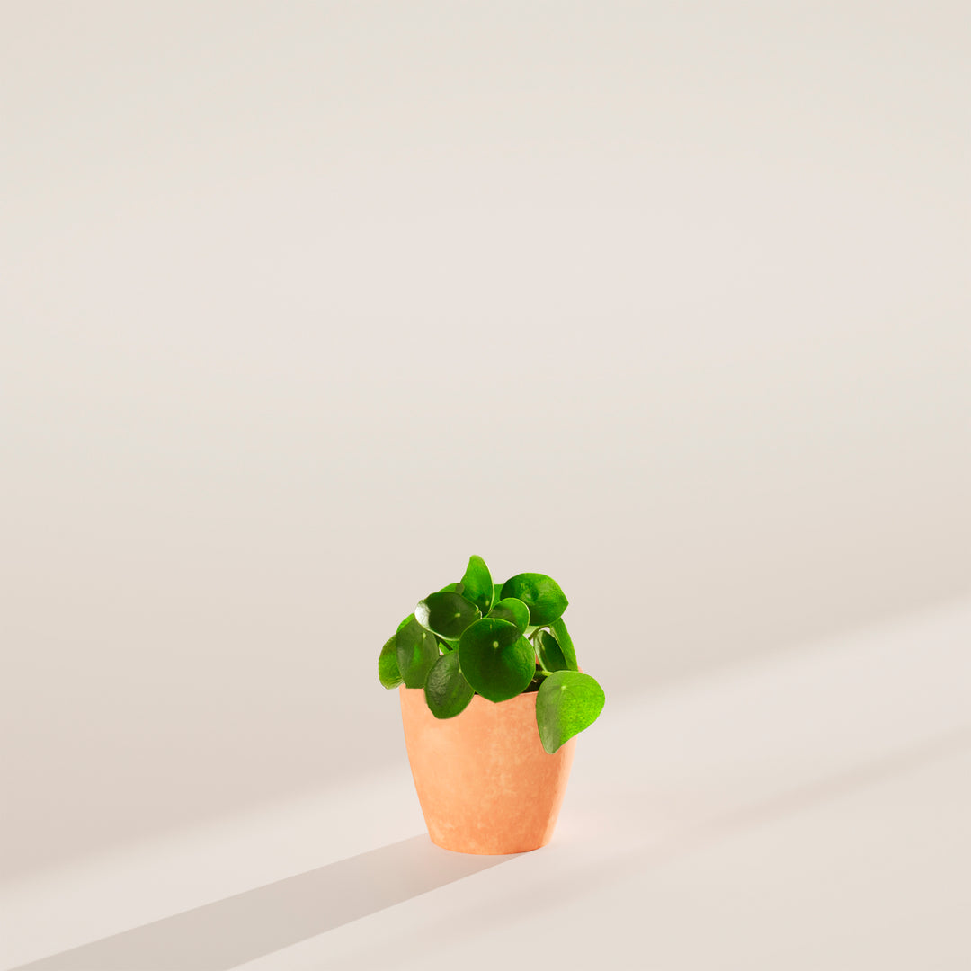 chinese money plant yellow Chinese Money Plant | Pilea Peperomioides