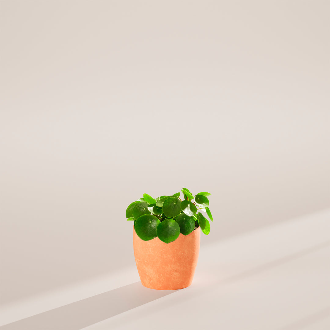 similar to chinese money plant Chinese Money Plant | Pilea Peperomioides