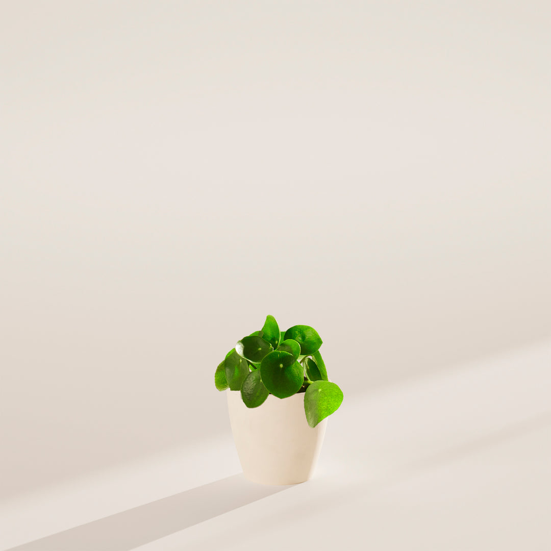 chinese money plant family Chinese Money Plant | Pilea Peperomioides
