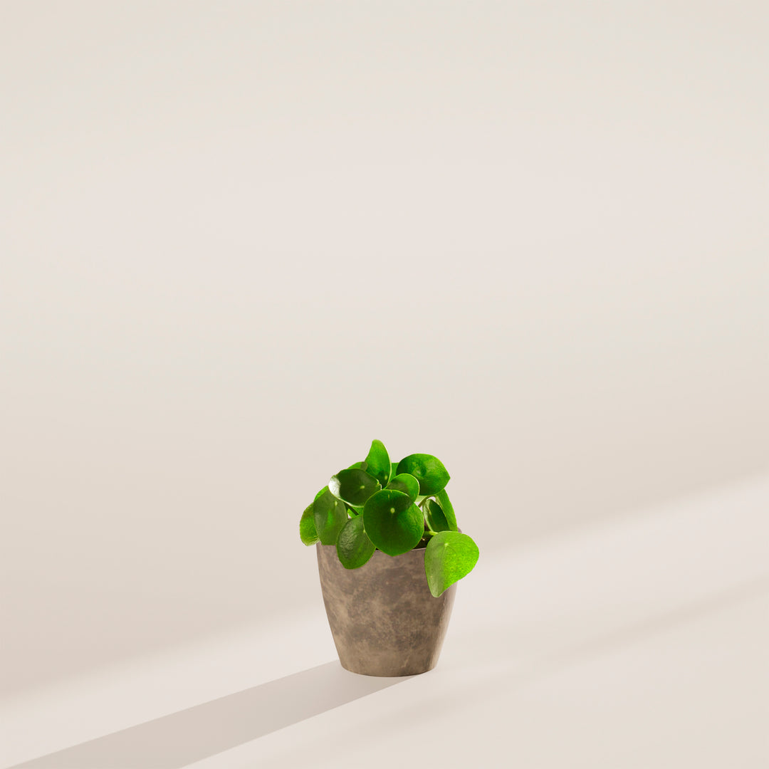 round leaf money plant Chinese Money Plant | Pilea Peperomioides