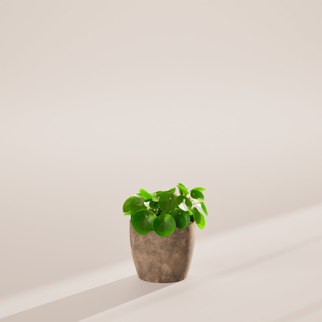 chinese money plant the sill Chinese Money Plant | Pilea Peperomioides