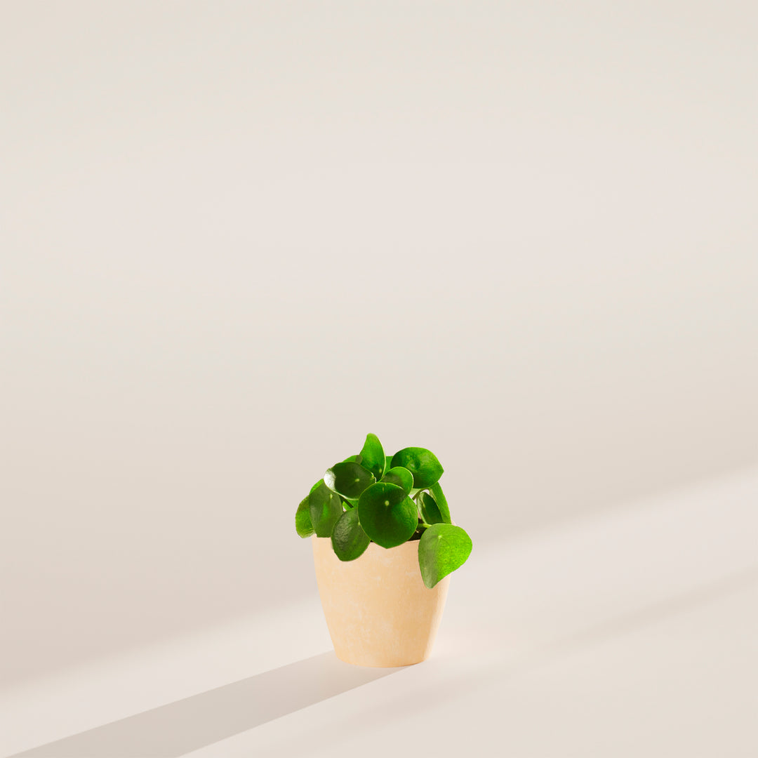 chinese money plant white leaves Chinese Money Plant | Pilea Peperomioides