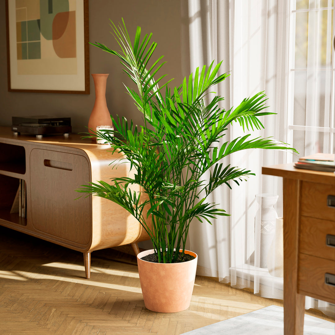 cat palm care outdoor Cat Palm | Palm Trees for Sale