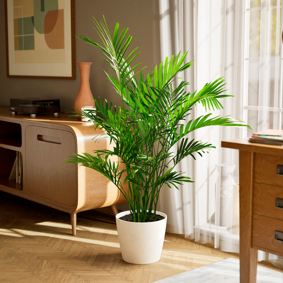 parlor palm cats Cat Palm | Palm Trees for Sale