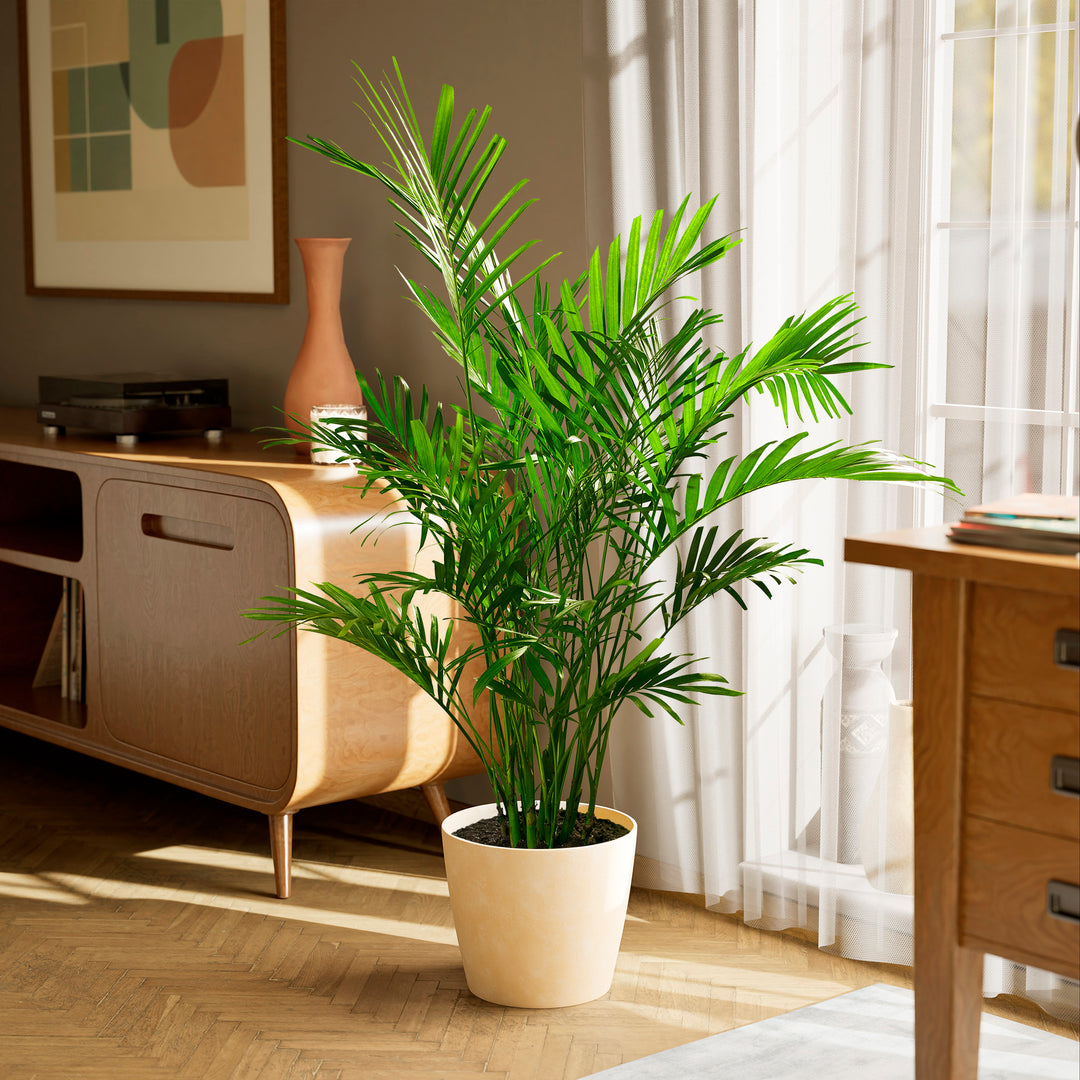 indoor palm plants Cat Palm | Palm Trees for Sale