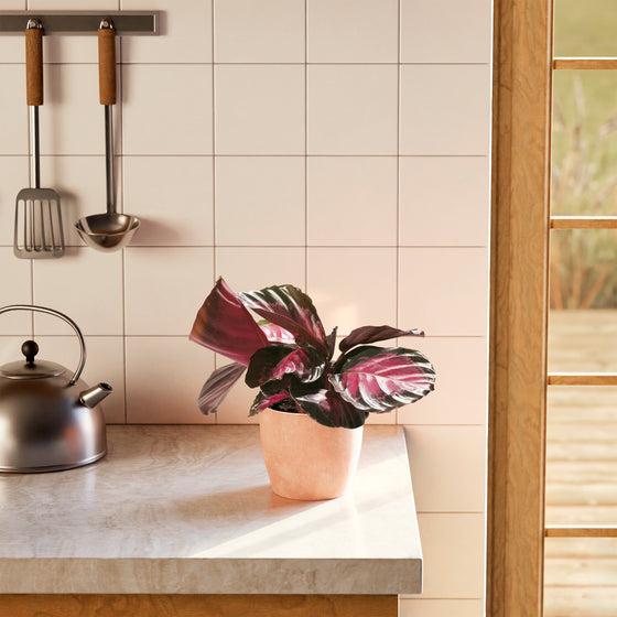 Calathea Crimson