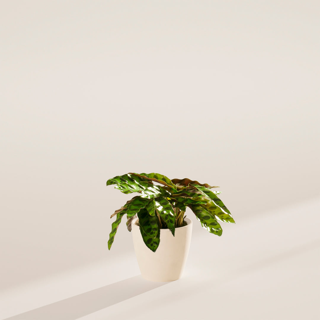 rattlesnake snake plant Calathea Rattlesnake | Rare Prayer Plant