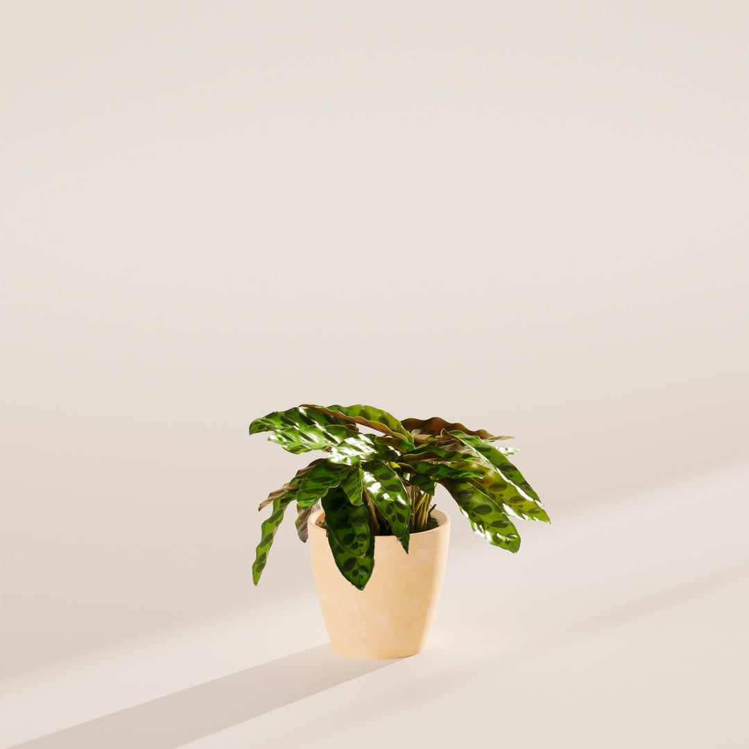 snake plant calathea Calathea Rattlesnake | Rare Prayer Plant