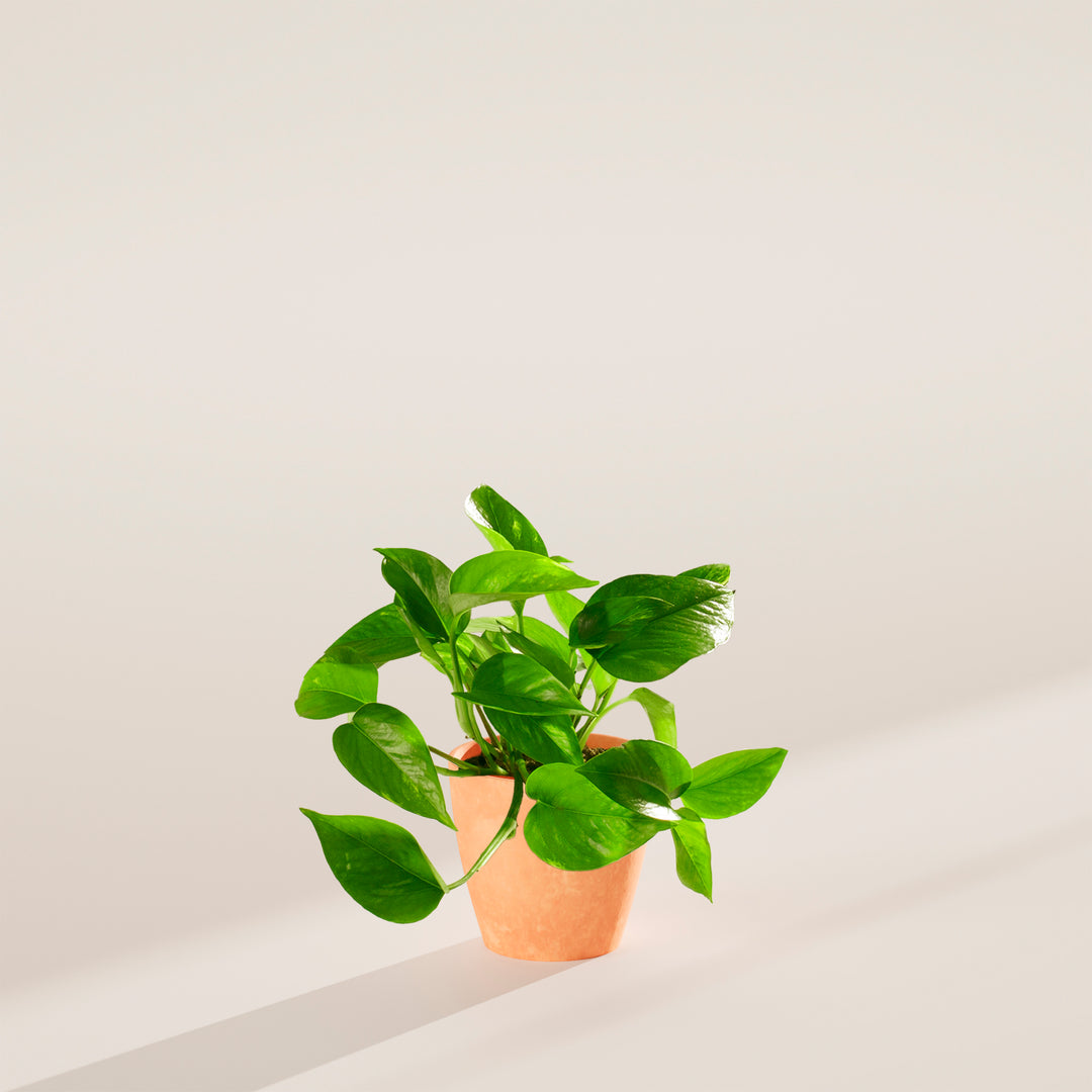 pothos golden plant Golden Pothos For Sale | Indoor Plants