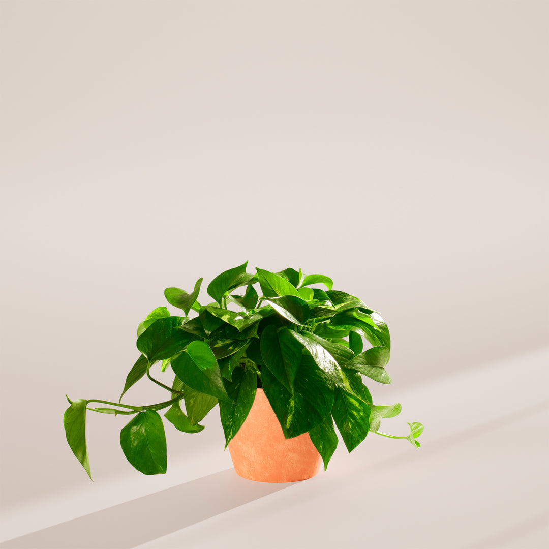 small golden pothos Golden Pothos For Sale | Indoor Plants