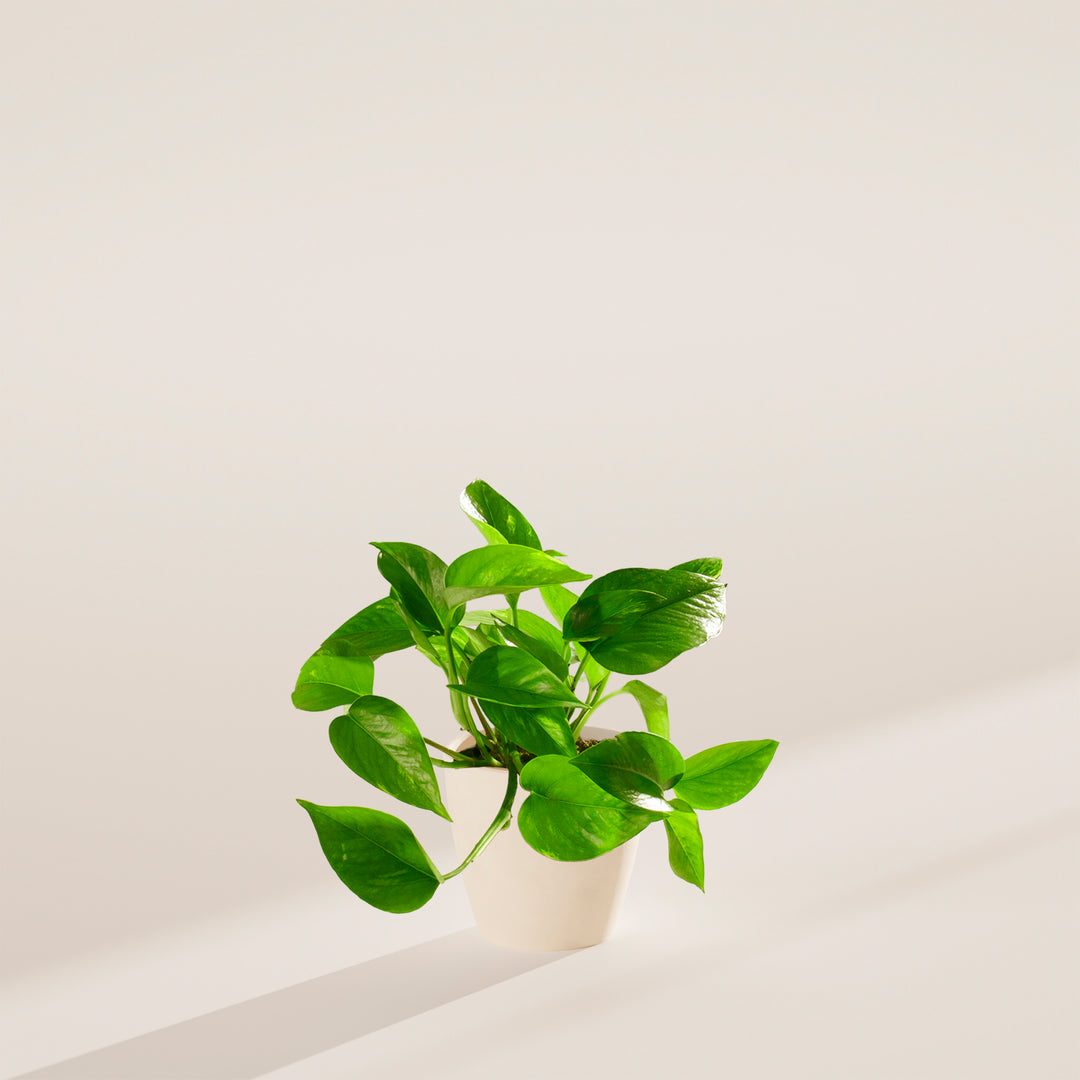 potted pothos plant Golden Pothos For Sale | Indoor Plants