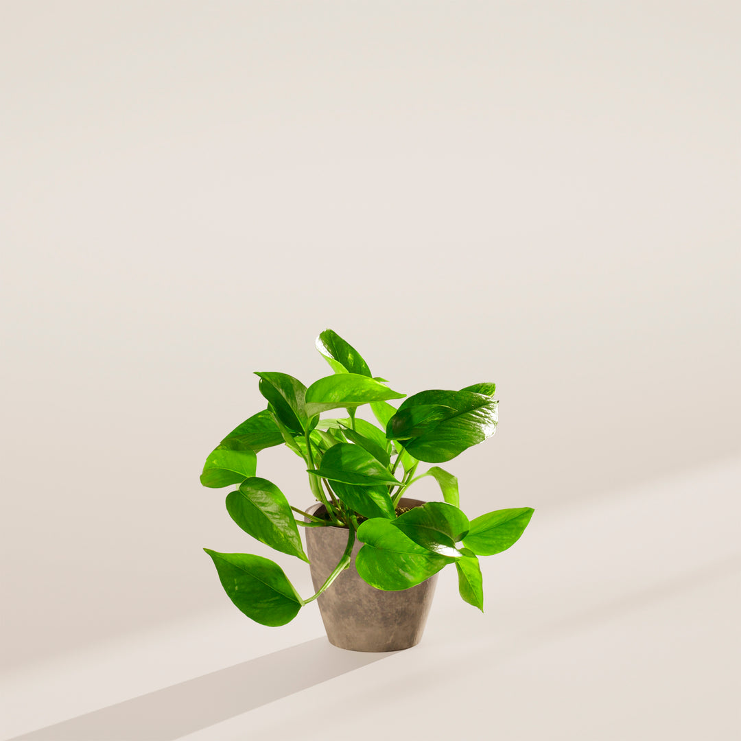 pothos plant pot Golden Pothos For Sale | Indoor Plants