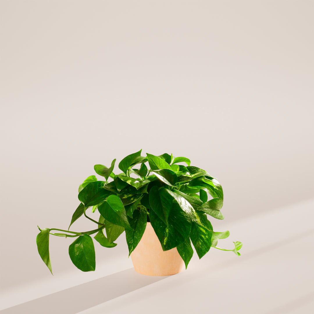 golden pothos devils ivy Golden Pothos For Sale | Indoor Plants