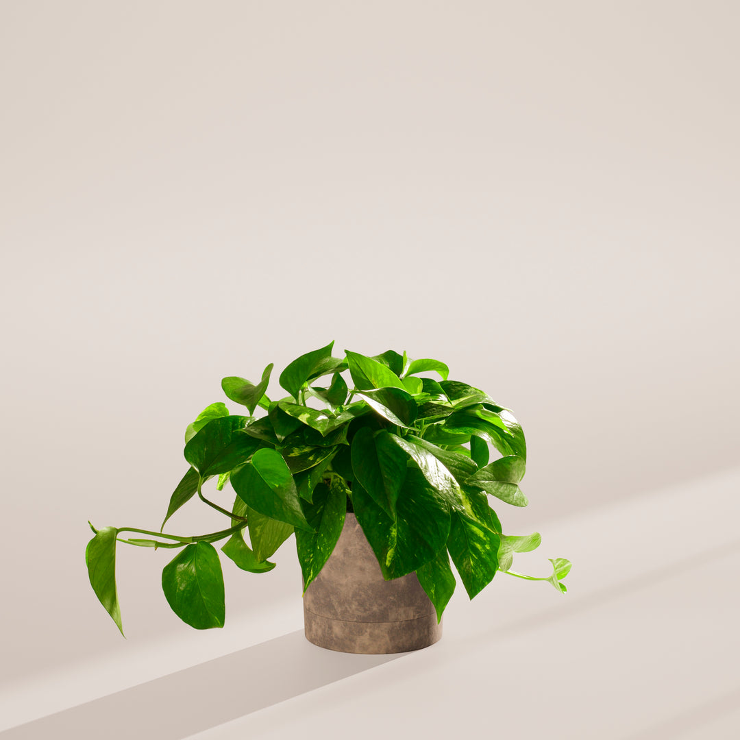 potho golden Golden Pothos For Sale | Indoor Plants