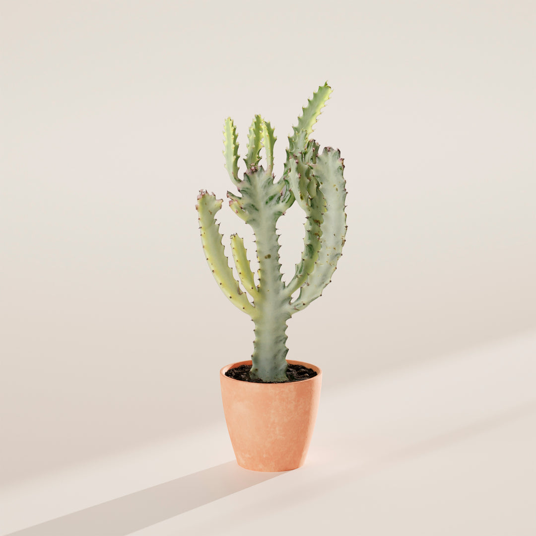 Ghost Cactus
