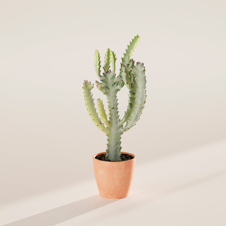 Ghost Cactus