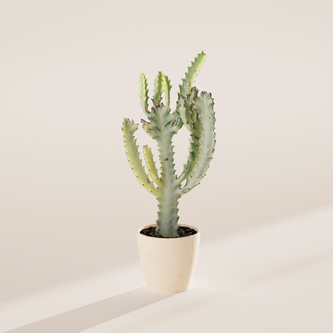 Ghost Cactus