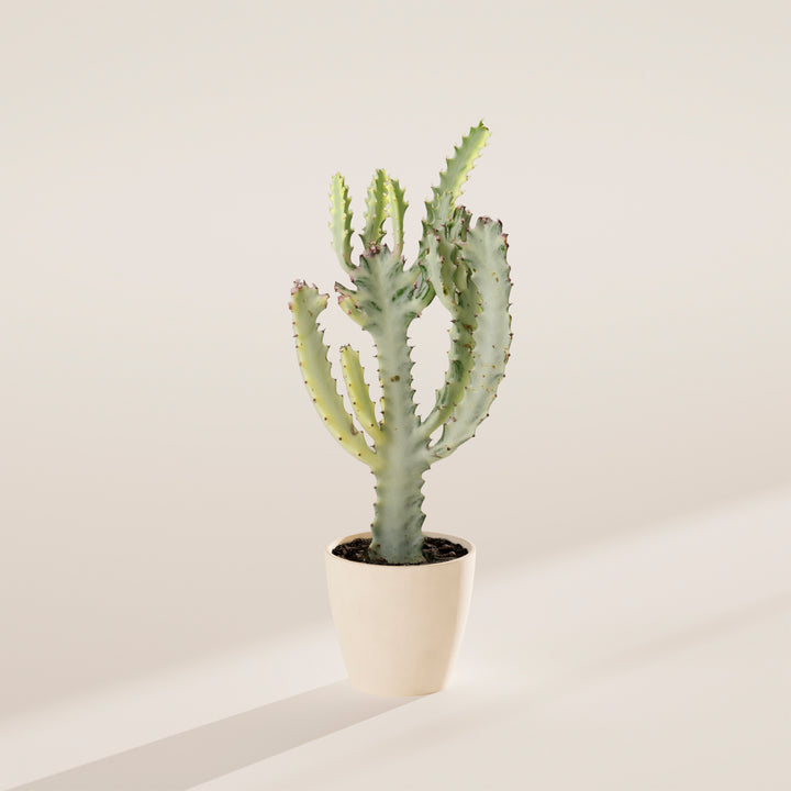 Ghost Cactus