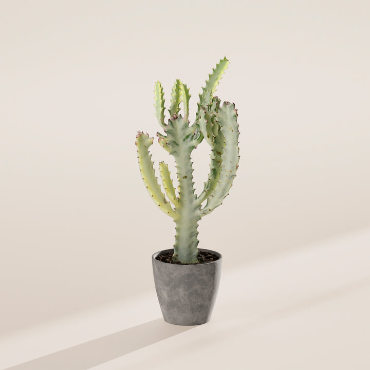 Ghost Cactus