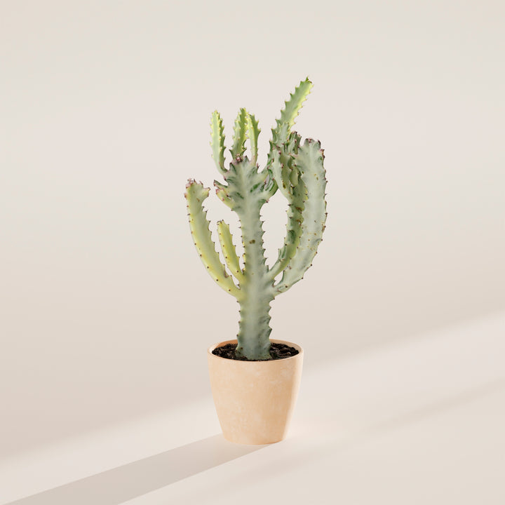 Ghost Cactus