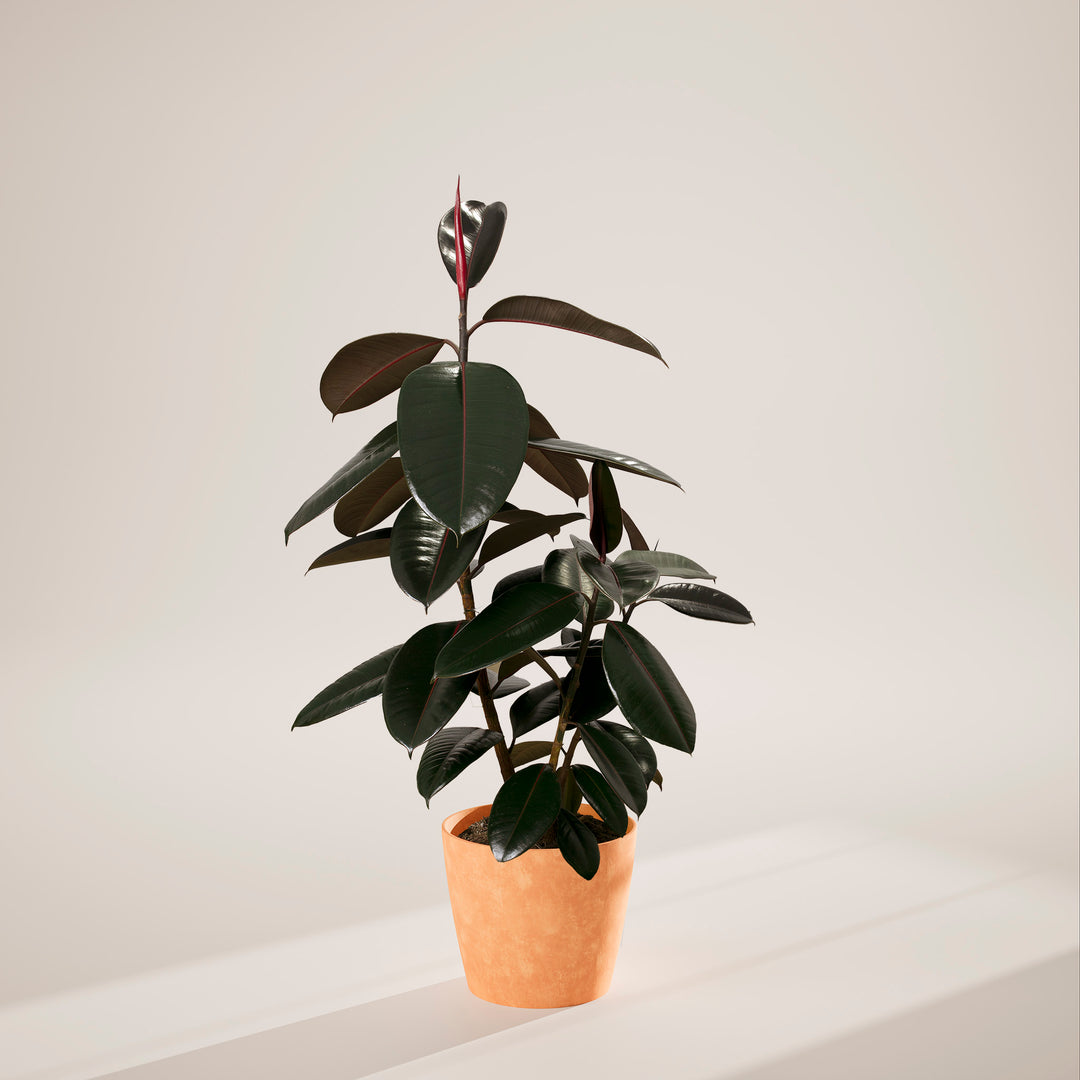 Ficus Elastica - Burgundy Rubber Tree