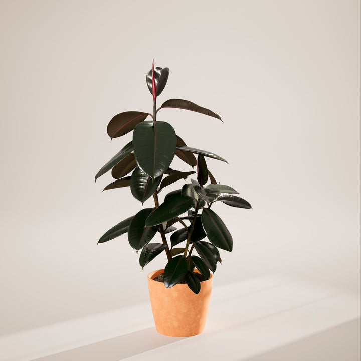 Ficus Elastica - Burgundy Rubber Tree