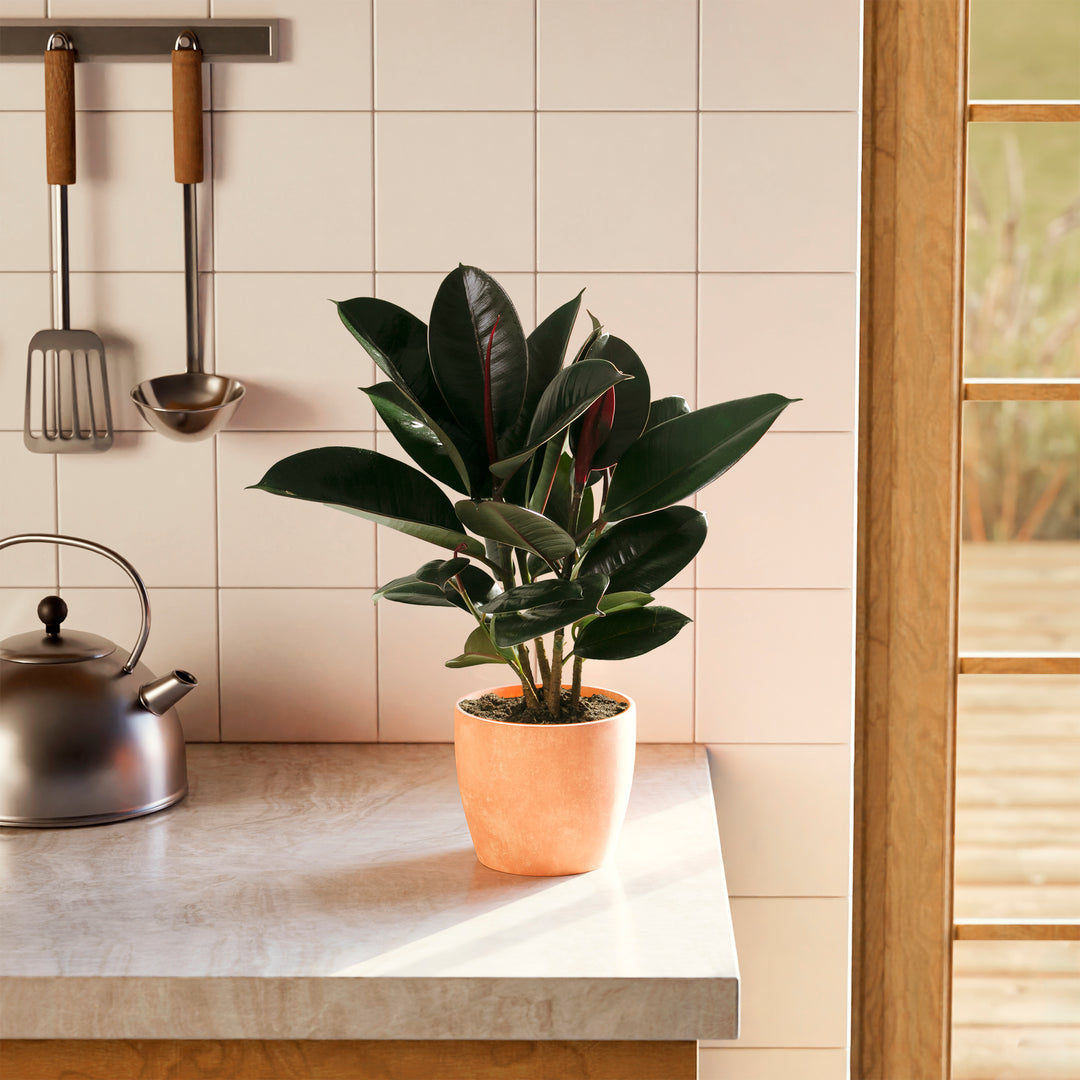 ficus burgundy indoor plant Ficus Elastica (Burgundy Rubber Tree), Including Care Guide Medium / Smart Watering / Earl Grey