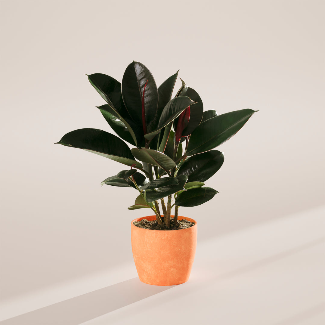 burgundy ficus elastica plant pot Ficus Elastica (Burgundy Rubber Tree), Including Care Guide Medium / Smart Watering / Earl Grey