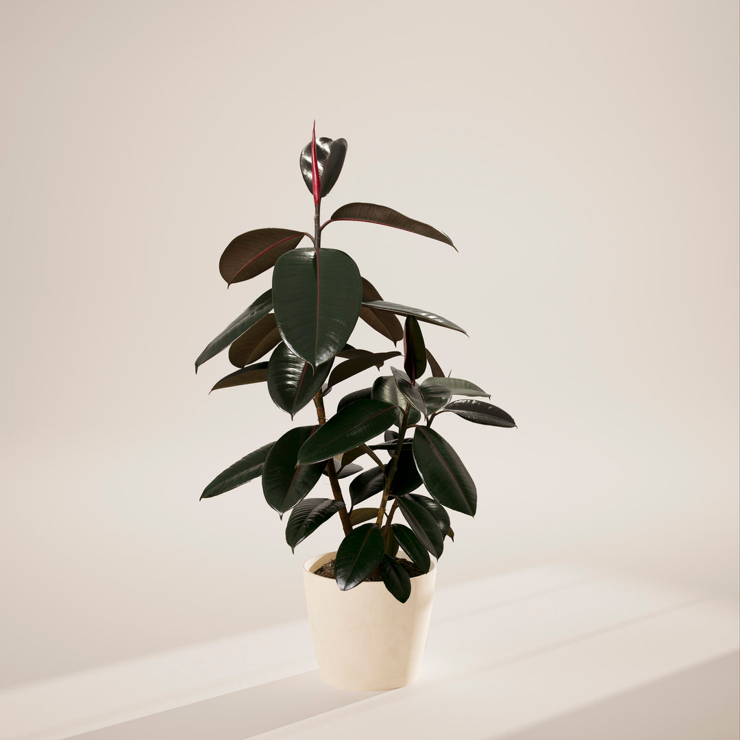 Ficus Elastica - Burgundy Rubber Tree