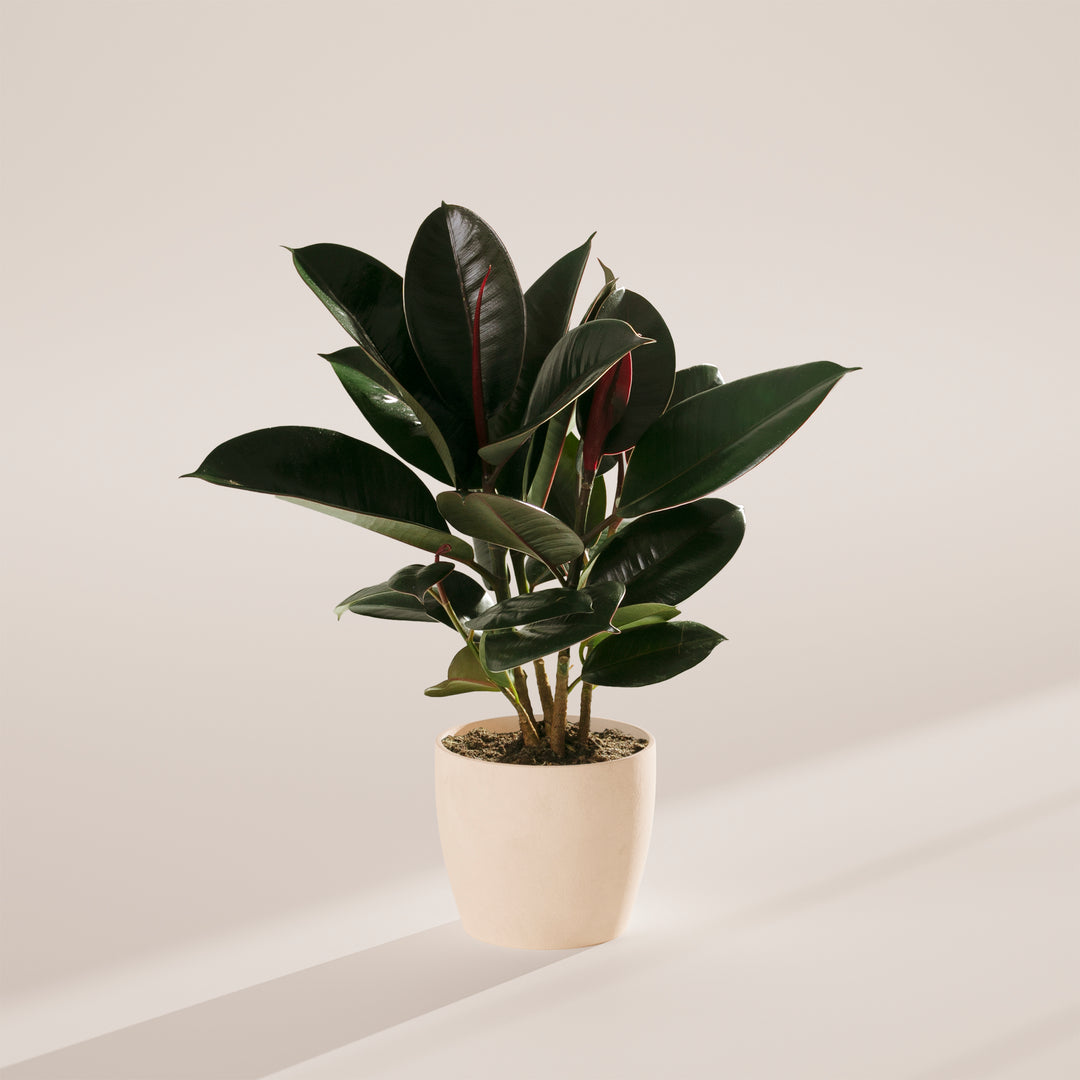 rubber plant indoor price Ficus Elastica (Burgundy Rubber Tree), Including Care Guide Medium / Smart Watering / Earl Grey