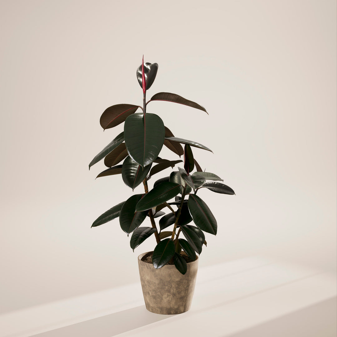 Ficus Elastica - Burgundy Rubber Tree