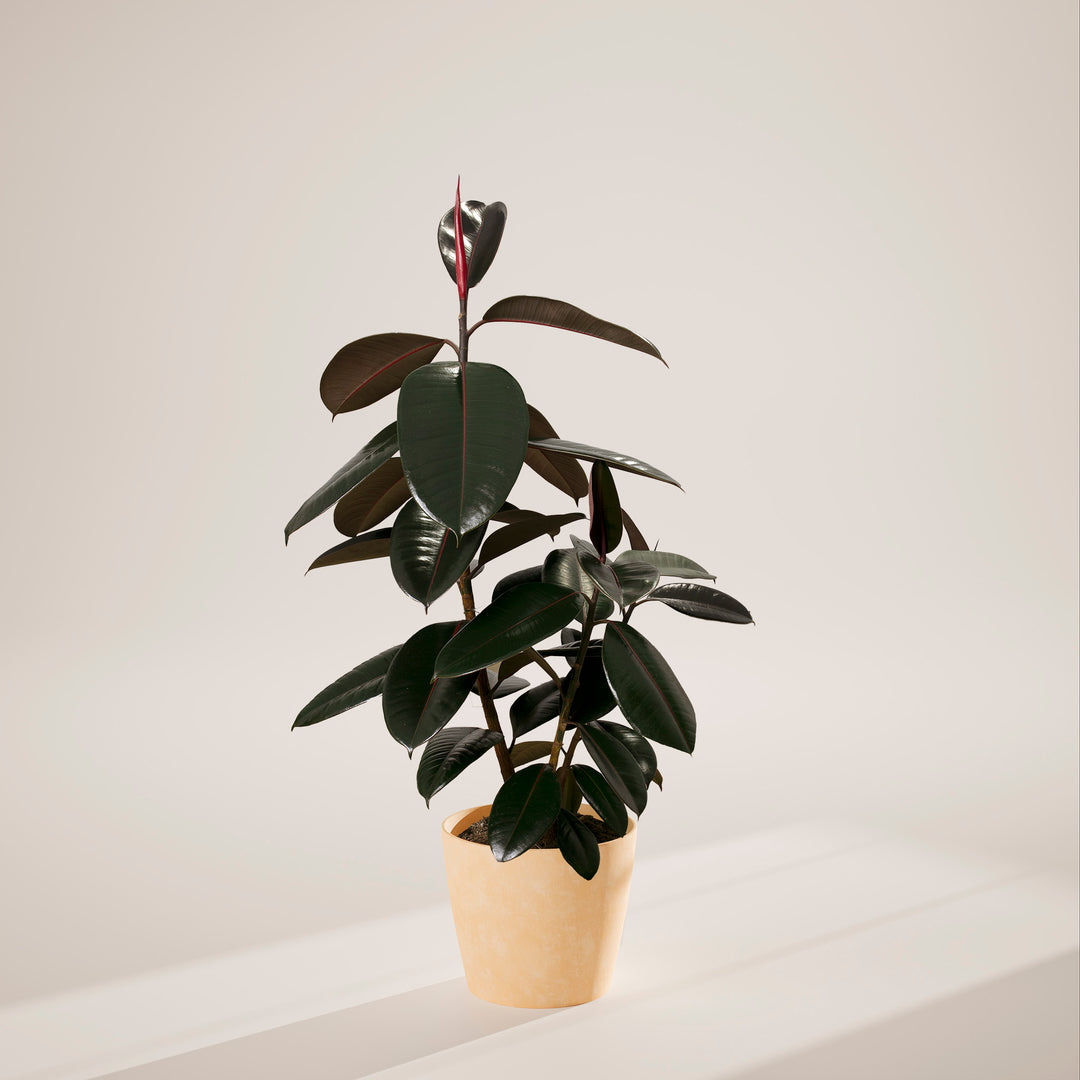 Ficus Elastica - Burgundy Rubber Tree