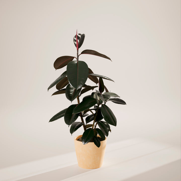 Ficus Elastica - Burgundy Rubber Tree