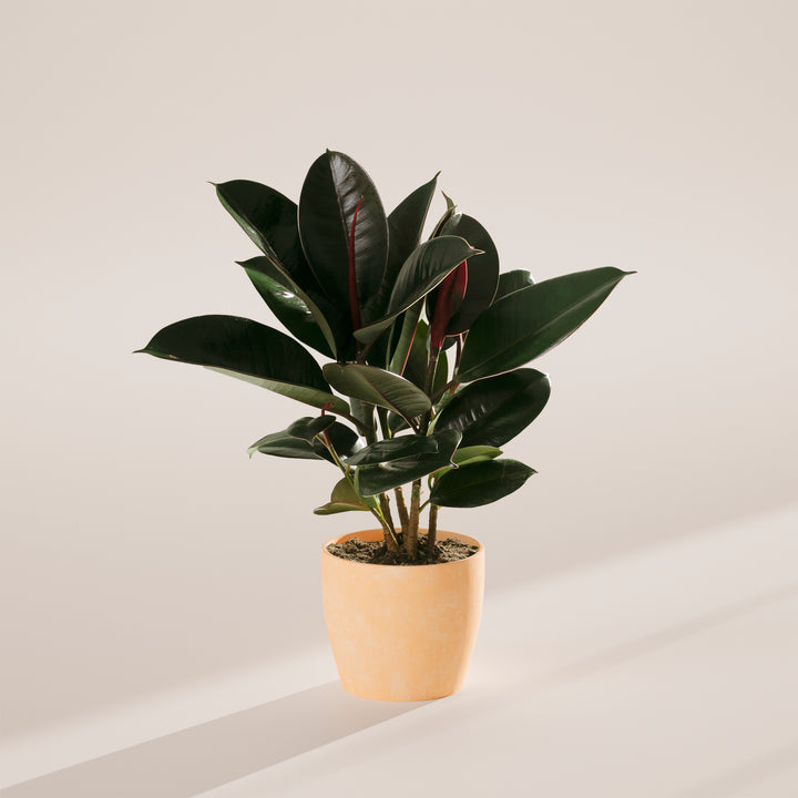 Ficus Elastica - Burgundy Rubber Tree