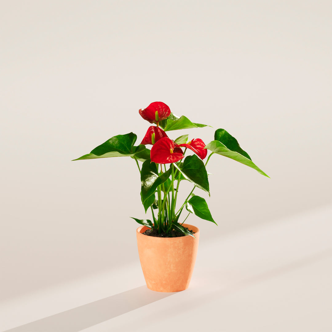 anthurium flamingo Flamingo Flower For Sale Including Care Guide