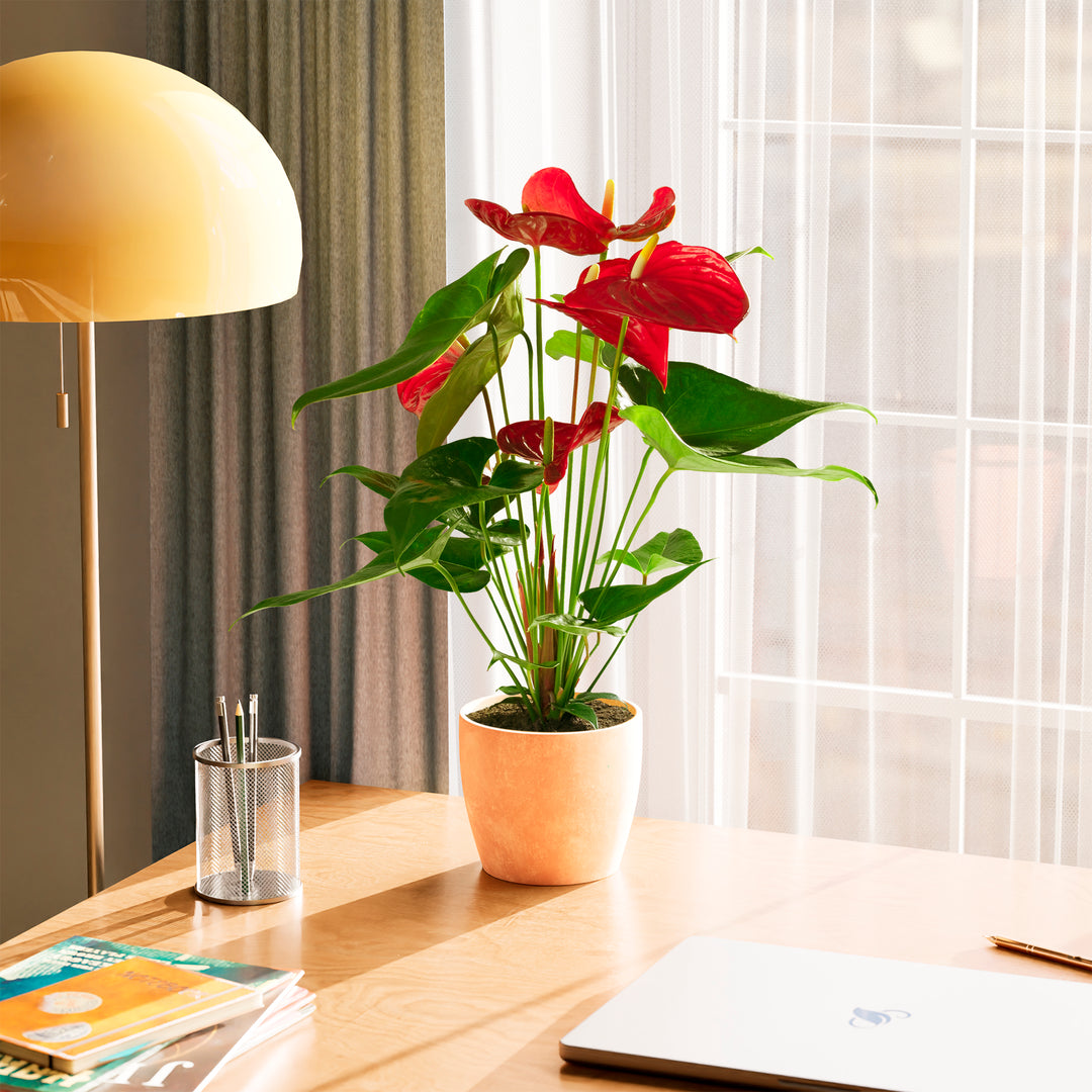 anthurium potted plant flamingo plant Flamingo Flower For Sale Including Care Guide