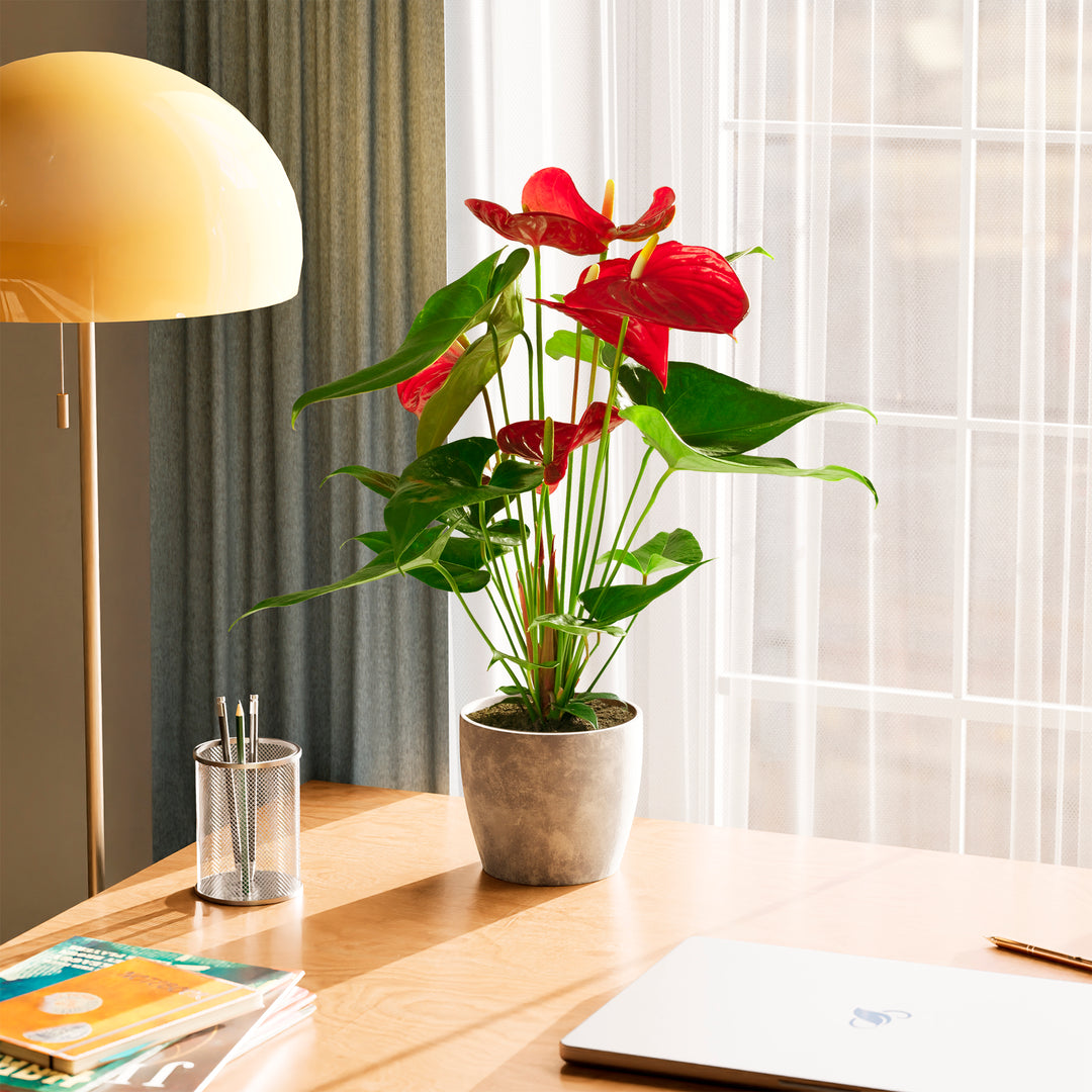 anthurium flamingo flower plant Flamingo Flower For Sale Including Care Guide