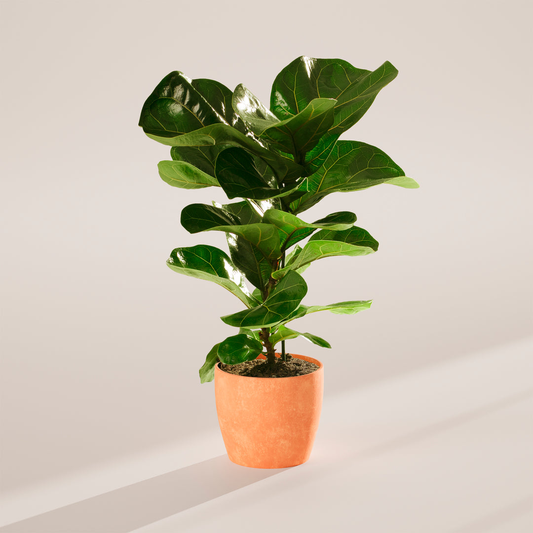 buy large fiddle leaf fig tree Fiddle Leaf Fig Tree | Ficus Lyrata