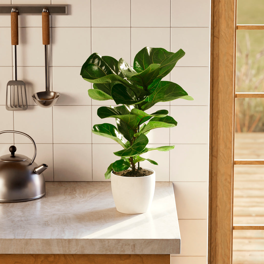 purchase fiddle leaf fig tree Fiddle Leaf Fig Tree | Ficus Lyrata