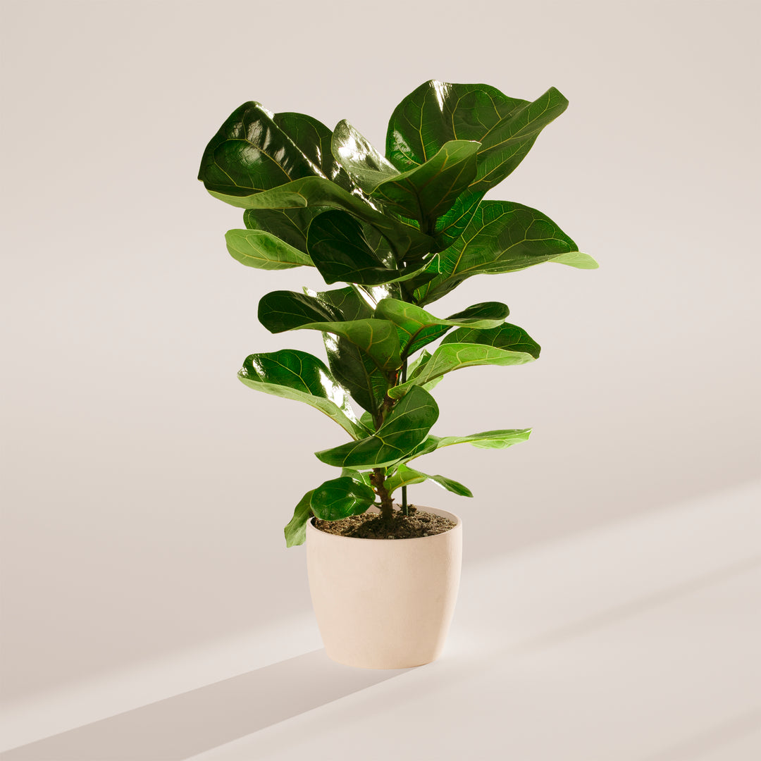 cheap faux fiddle leaf fig tree Fiddle Leaf Fig Tree | Ficus Lyrata